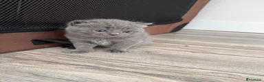 British Shorthair Kitten 4