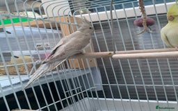 Cockatiels birds for sale: Cockatiel birds - Image 14
