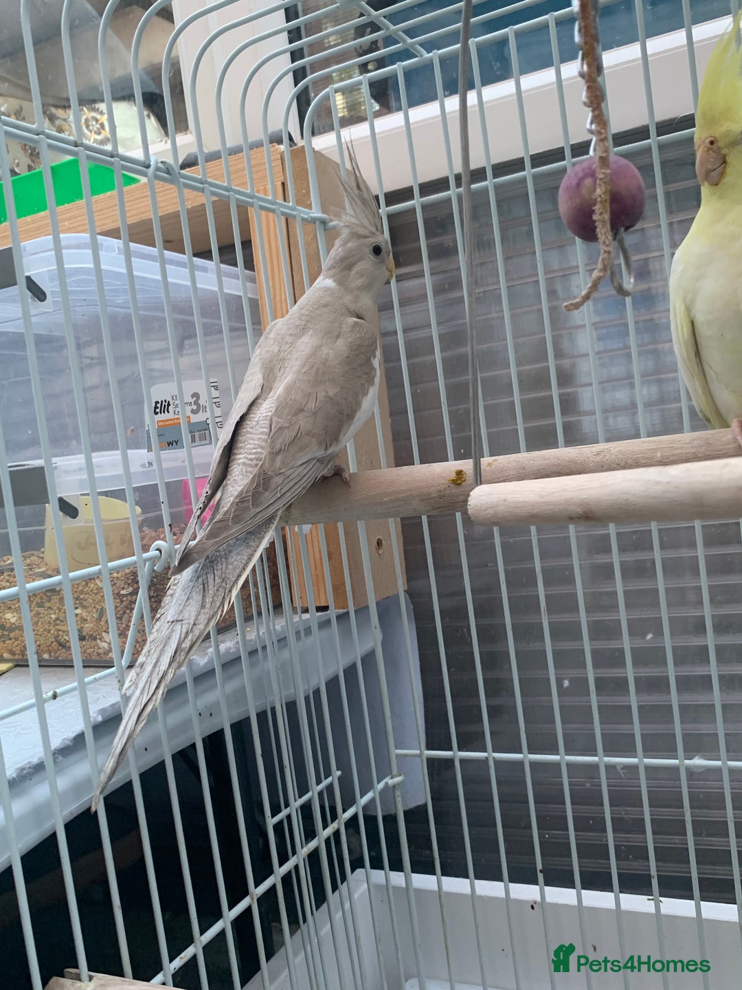 Cockatiels birds for sale: Cockatiel birds - Image 14