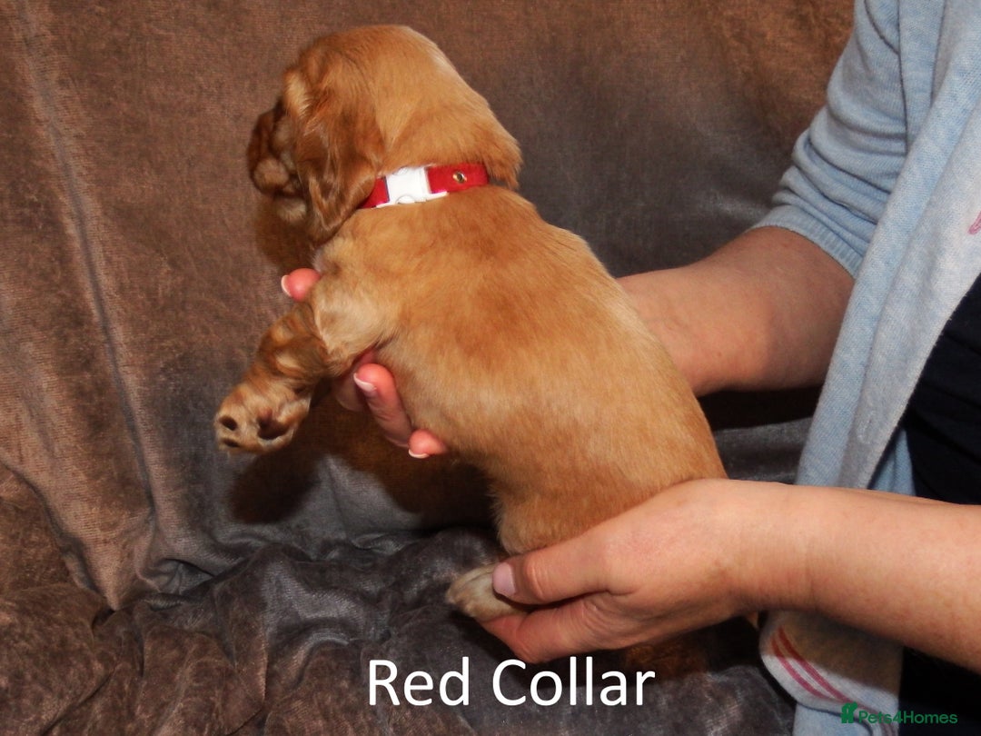 Cocker Spaniel dogs for sale: Golden KC Registered English Show Cocker Spaniels - Advert 10