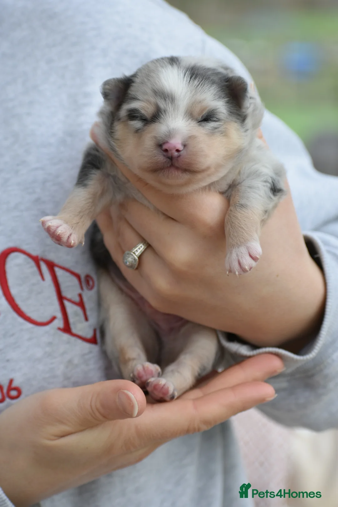 Pomsky dogs for sale: Stunning Pomsky puppies from health tested parents - Advert 9