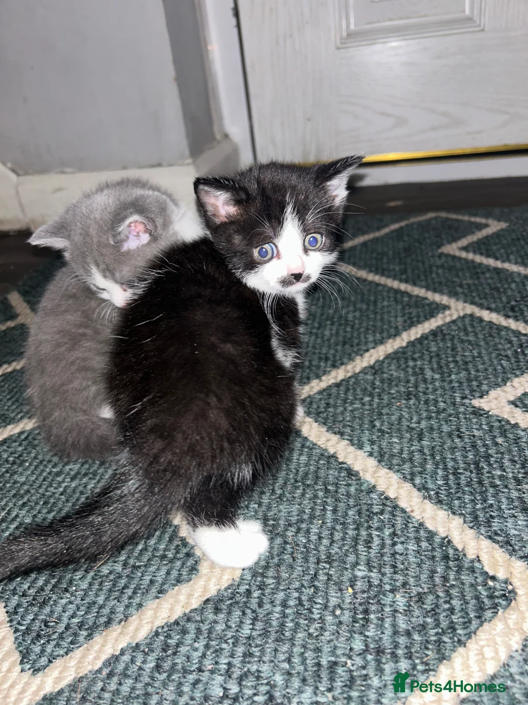 British Shorthair cats for sale: British shorthair kittens  - Advert 6