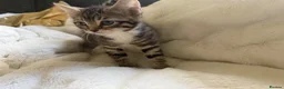 Mixed Breed cats for sale: 2 tabby female mixed kittens in Lincoln - Advert 10