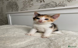 Domestic Shorthair cats for sale: Seven kittens available  - Image 3