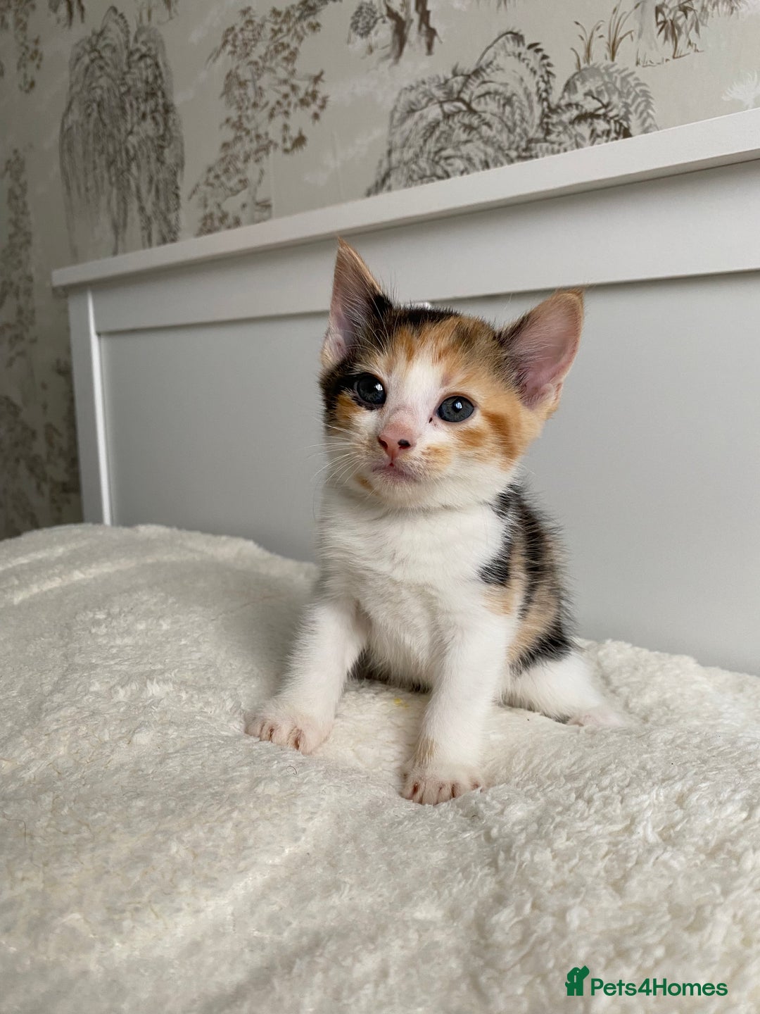 Domestic Shorthair cats for sale: Seven kittens available  - Image 3