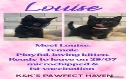 Domestic Shorthair cats for sale: Kittens and cats for adoption.  - Image 10