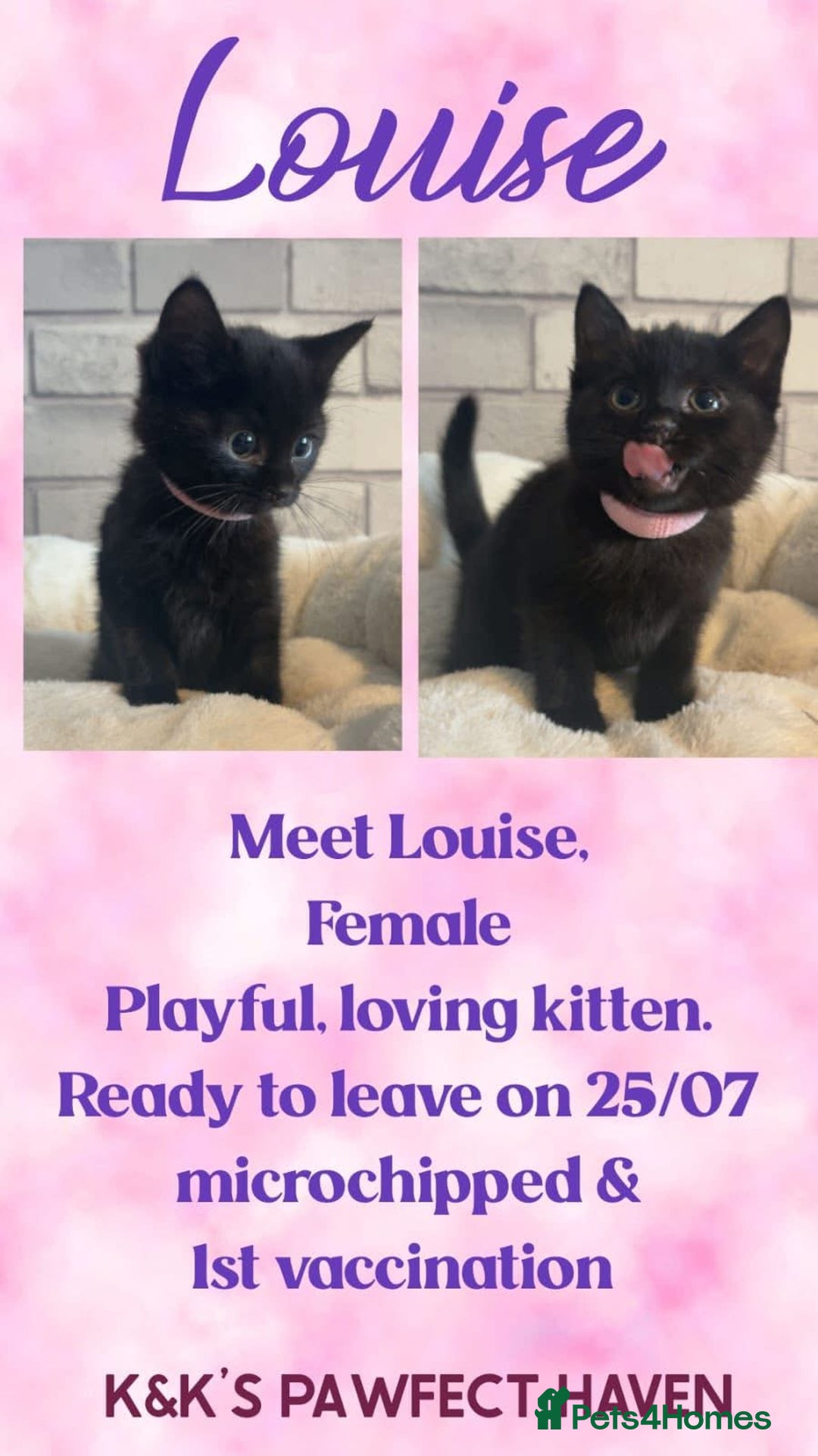 Domestic Shorthair cats for sale: Kittens and cats for adoption.  - Image 10