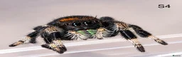 Spiders invertebrates for sale: Phiddipus Regius Jumping Spiders - Advert 4
