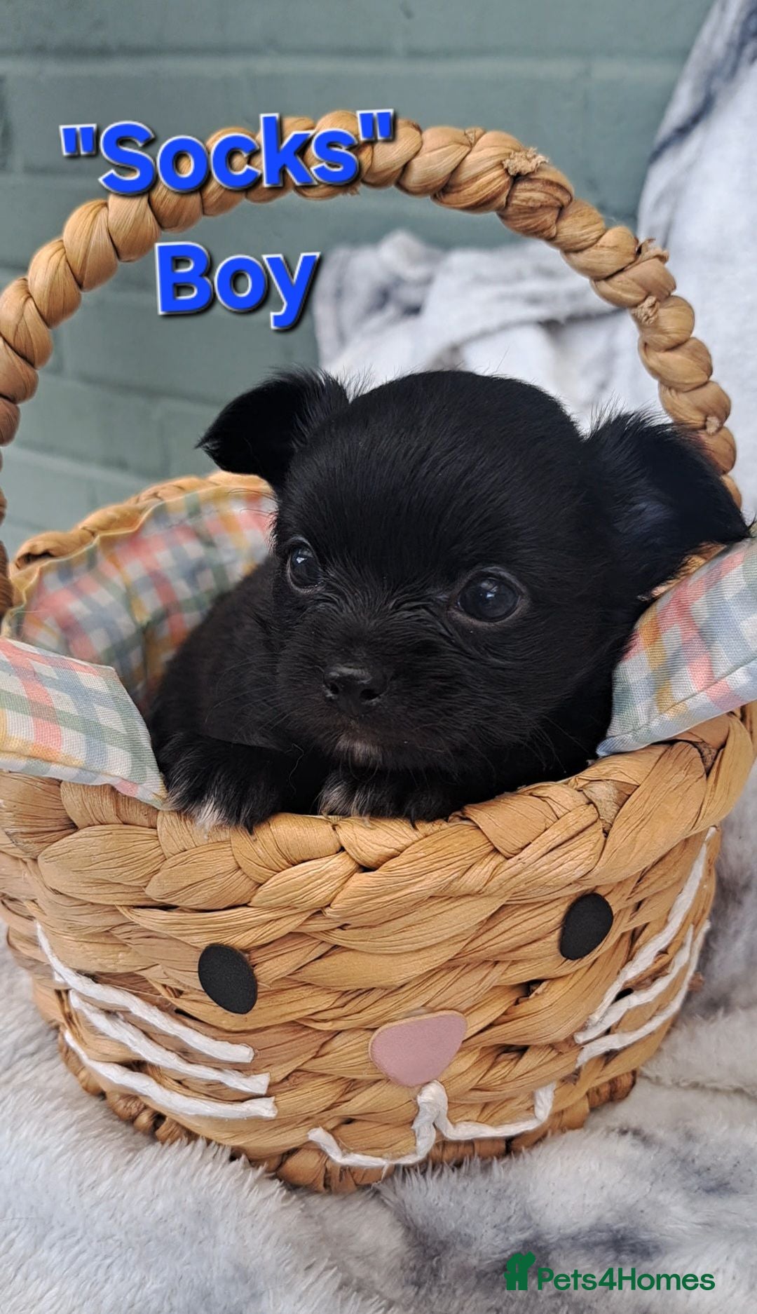 Chihuahua dogs Long Coat Chihuahua puppies - Advert 15