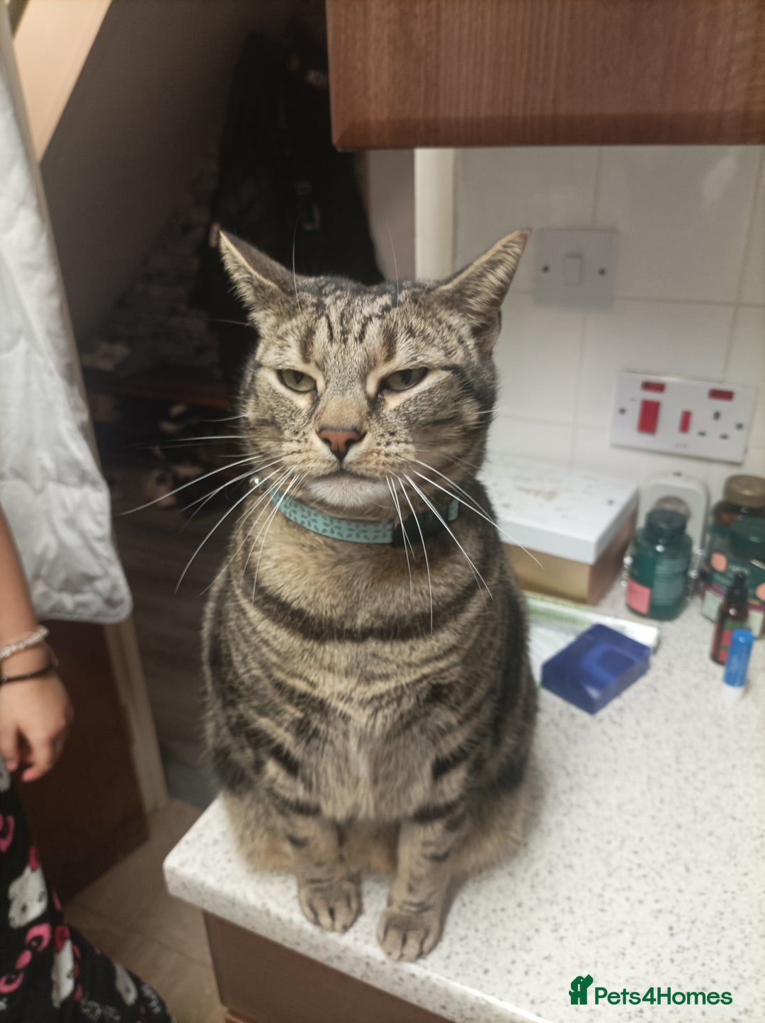 Bengal cats for sale: Freddie looking love home - Advert 5