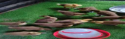 Ducks poultry for sale: Khaki campbell cross ducklings for sale  - Advert 1