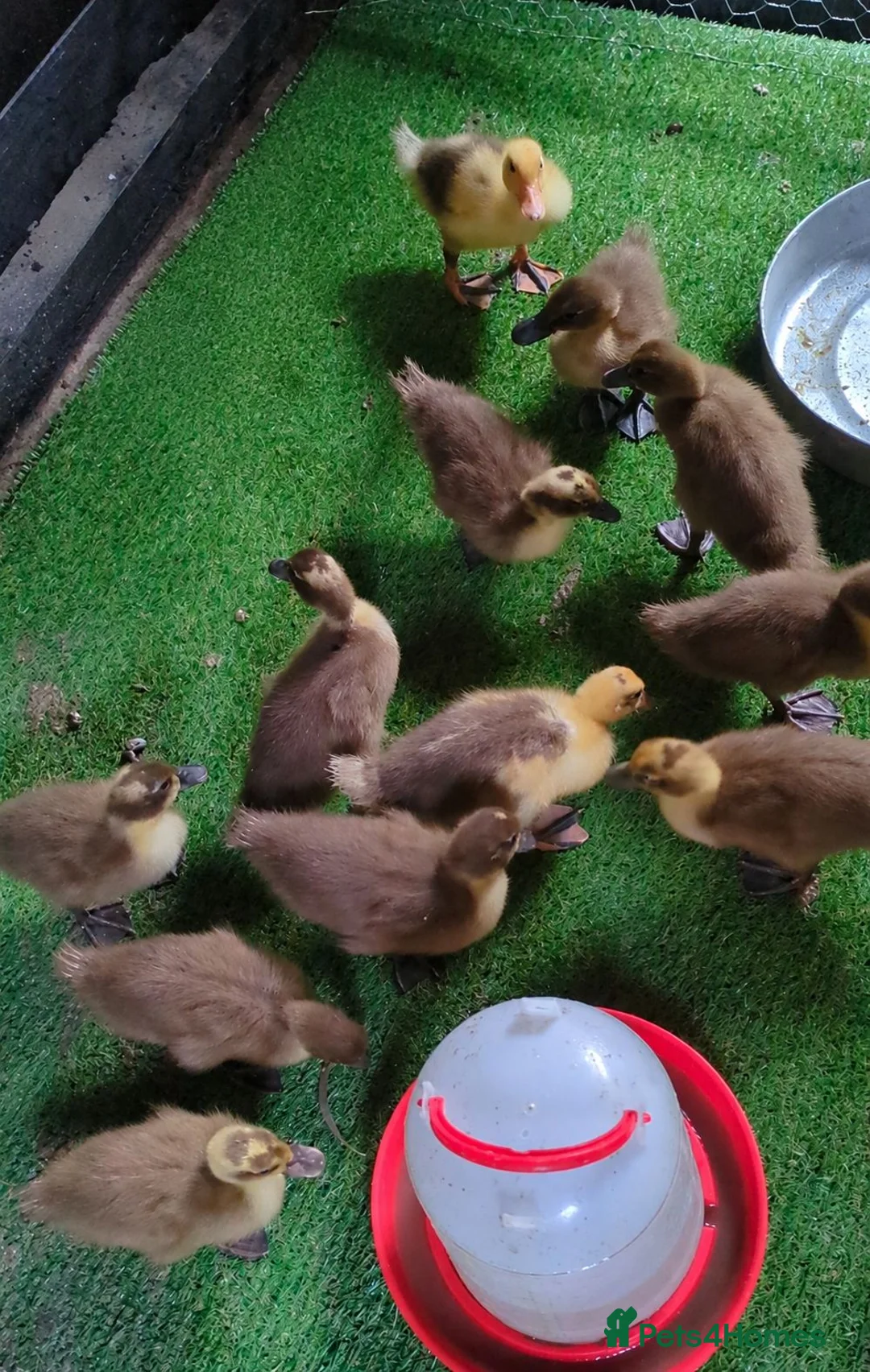 Ducks poultry for sale: Khaki campbell cross ducklings for sale  - Advert 1