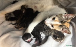 Domestic Shorthair cats for sale: Last 4 kittens left  - Image 1
