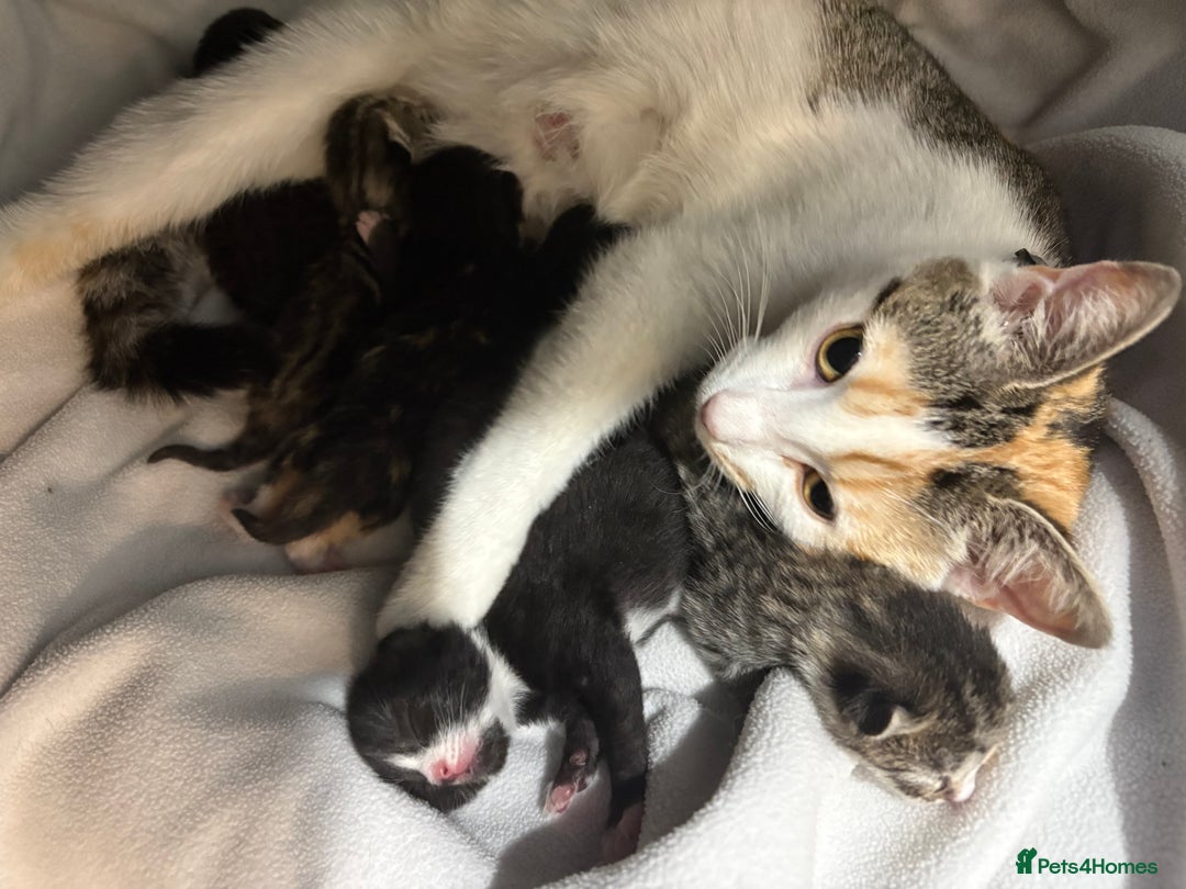 Domestic Shorthair cats for sale: Last 4 kittens left  - Image 1