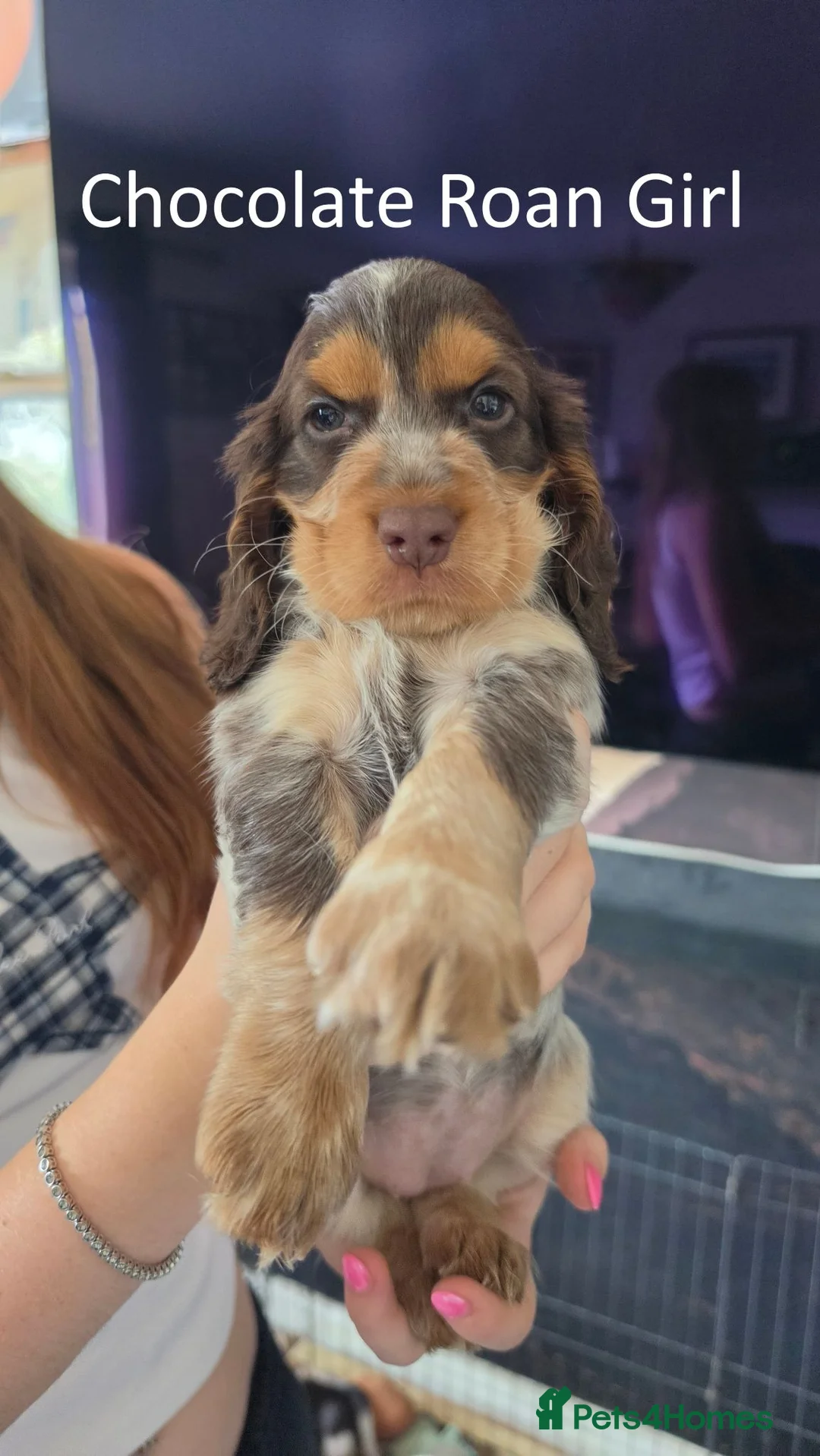 Cocker Spaniel dogs for sale: 6 Beautiful Cocker Spaniel Puppies avail. 10th Aug - Advert 9