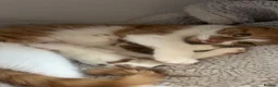 Mixed Breed cats for sale: Two kittens ready to go  - Advert 2