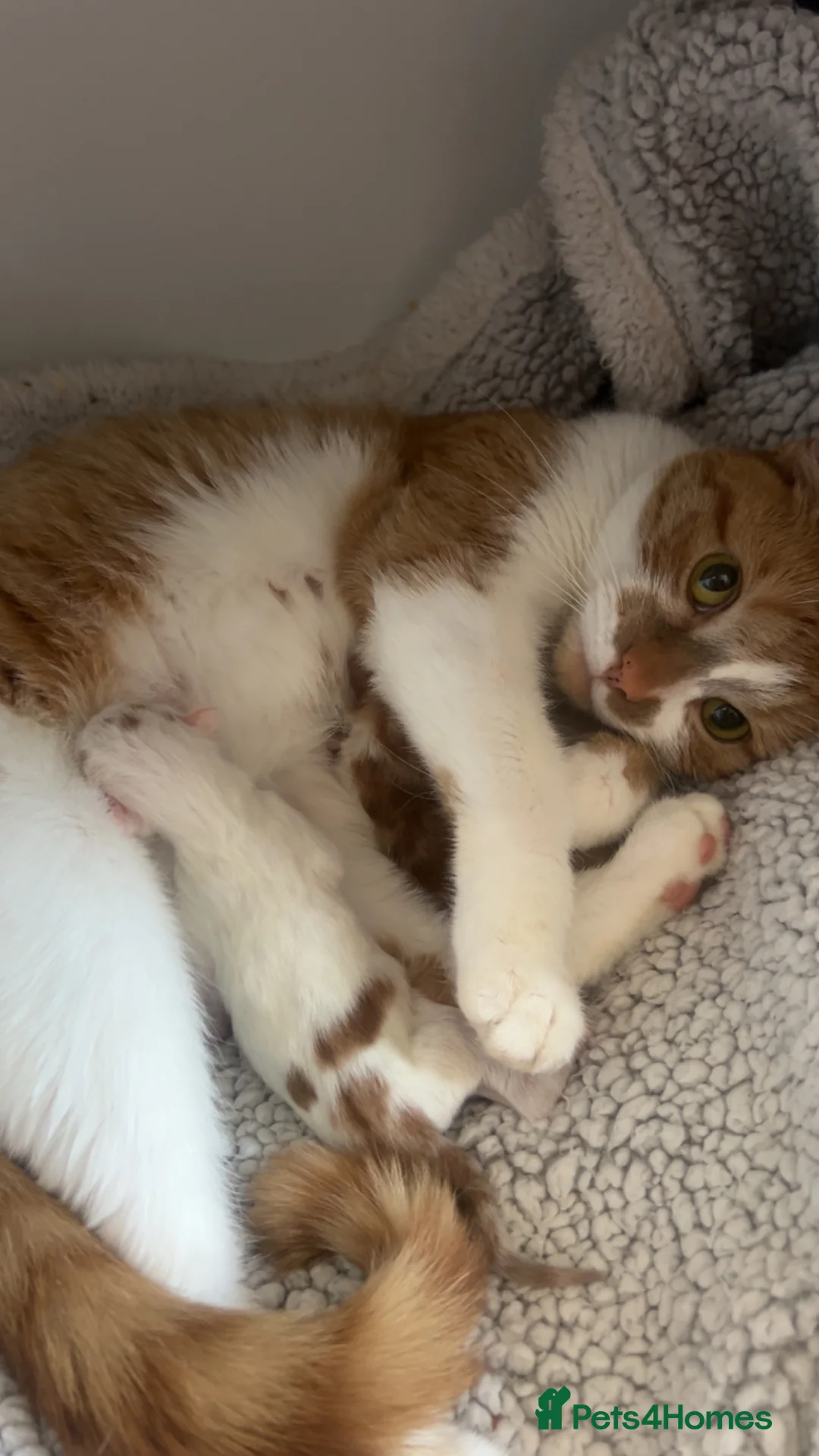 Mixed Breed cats for sale: Two kittens ready to go  - Advert 2