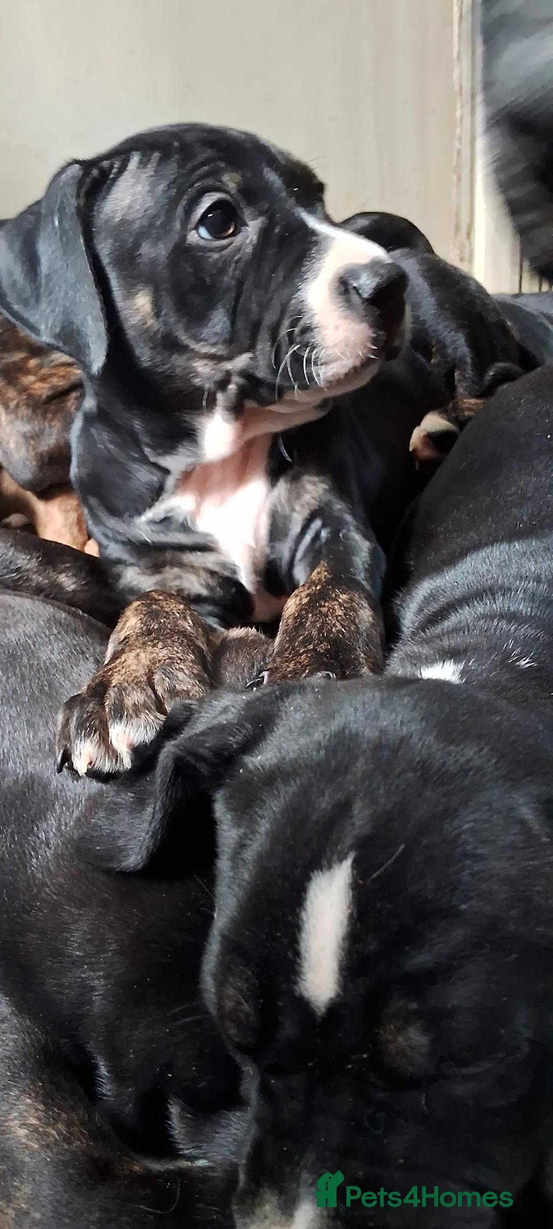 Mixed Breed dogs for sale: Rottie mix cross staffy puppies - Advert 2