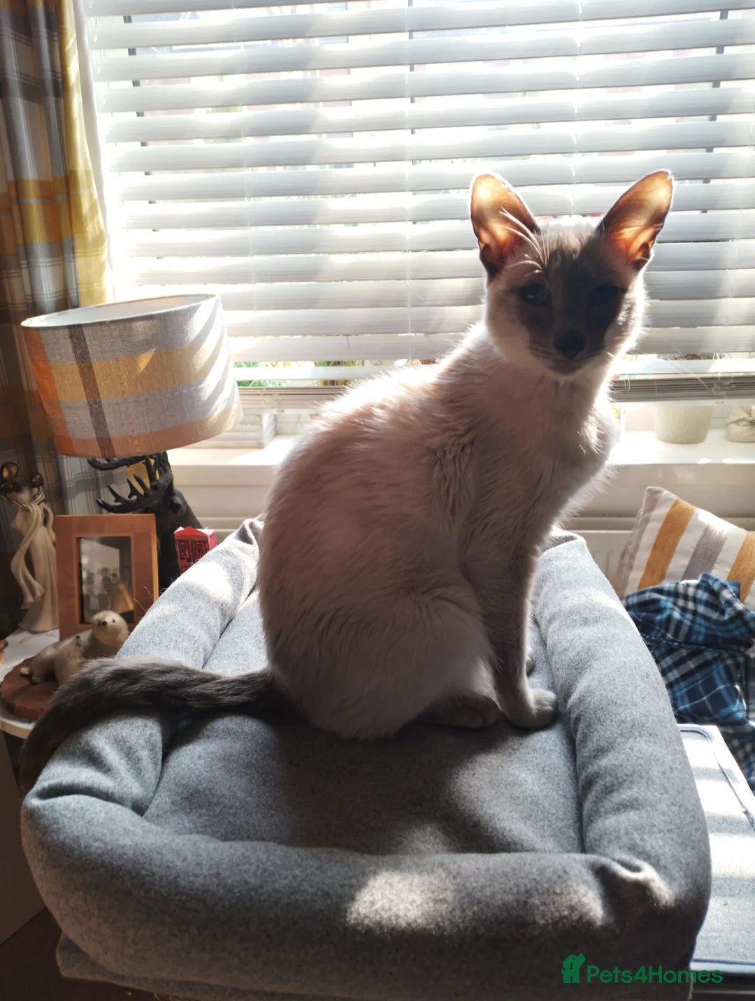 Siamese cats for sale: Stunning Chocolate point Siamese /Balinese - Advert 5