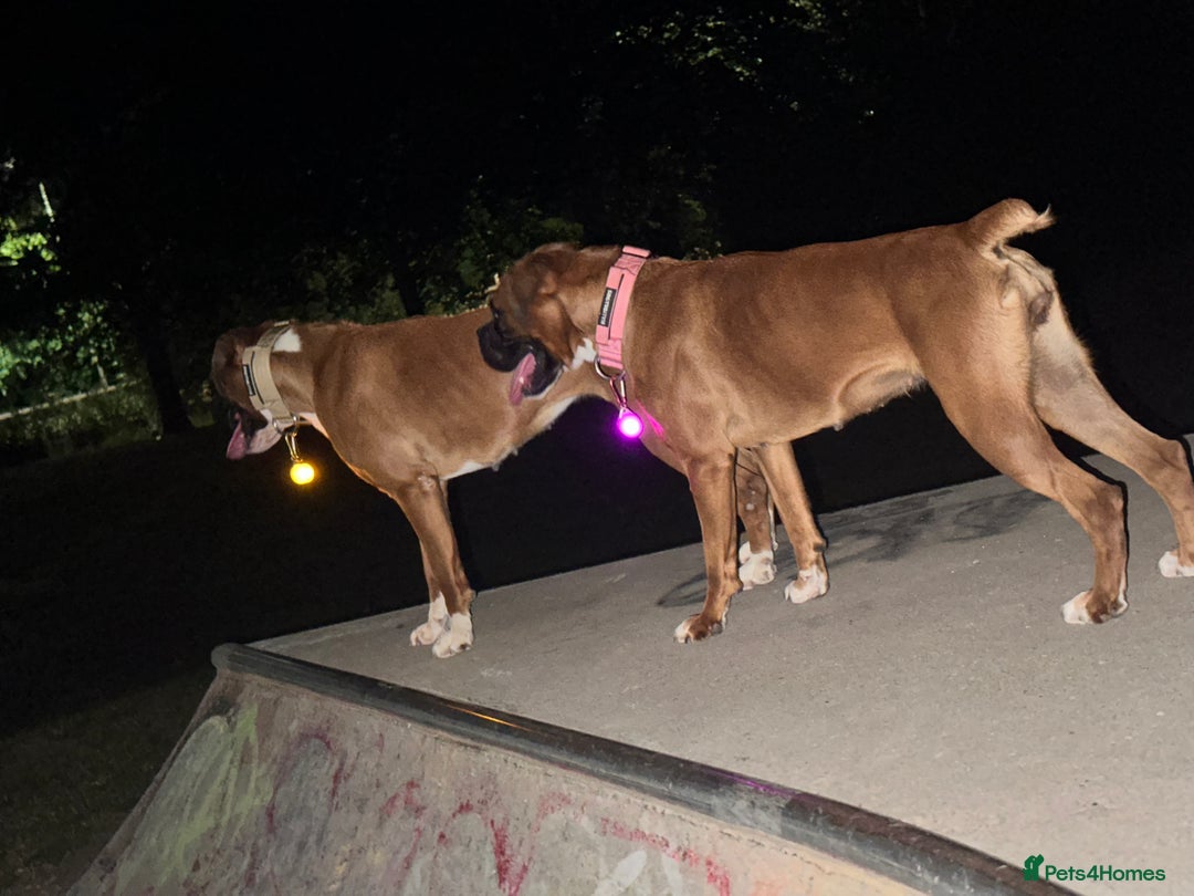 Boxer dogs for sale: Boxer sisters  - Advert 6