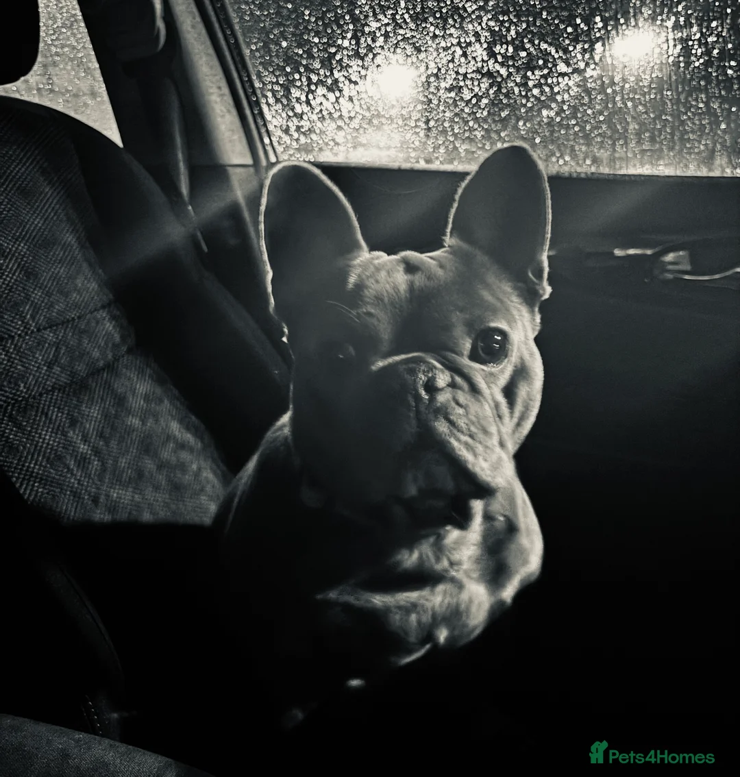 French Bulldog dogs for sale: Winnie, looking for her forever home - Advert 3