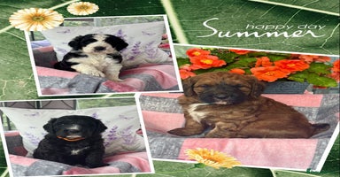 Saint Bernard dogs - Advert 2
