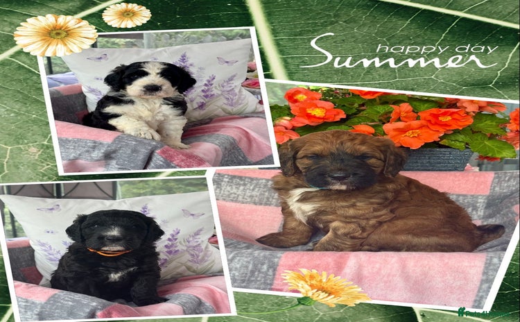 Saint Bernard dogs - Advert 1