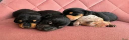 Miniature Dachshund dogs for stud: Cream Dachshund stud  - Advert 10
