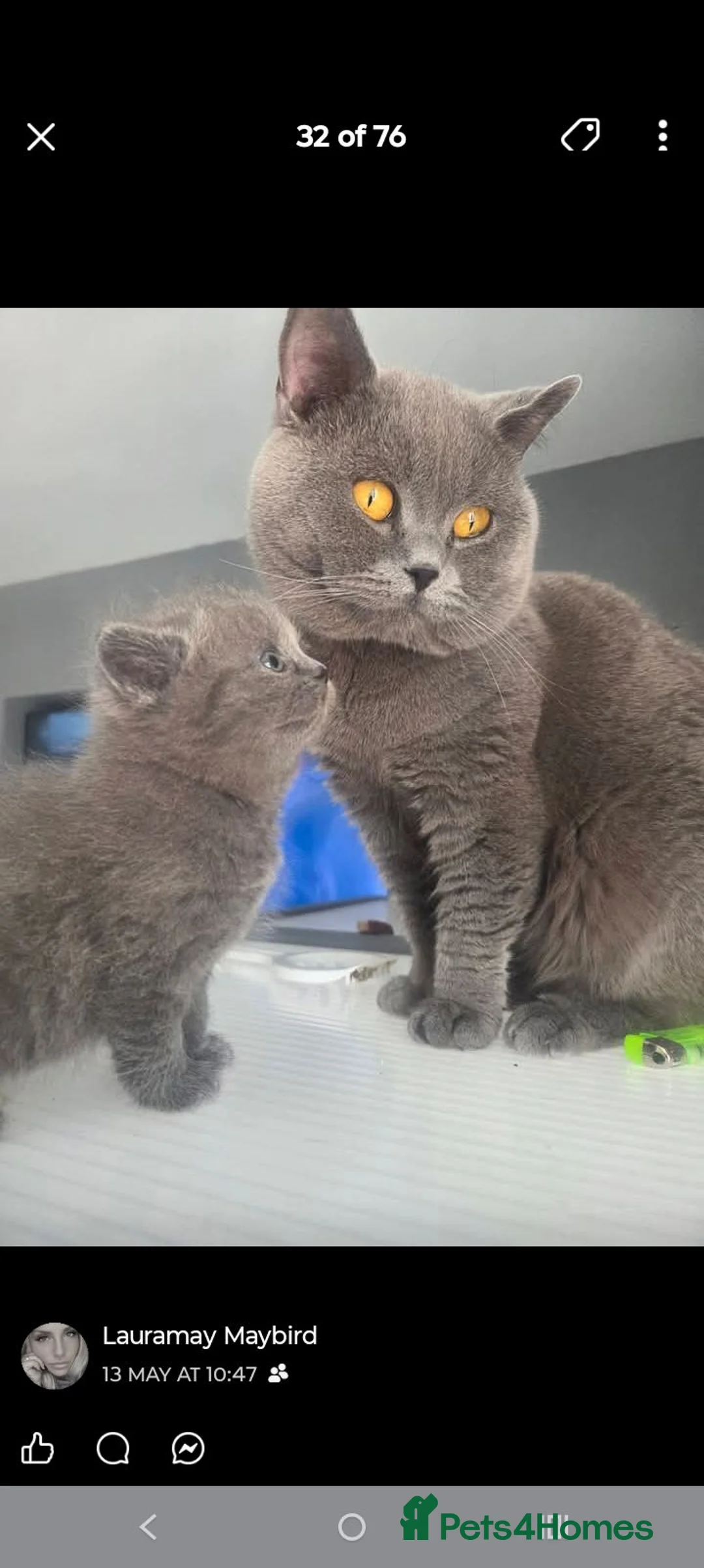 British Shorthair cats for sale: British blues  in Liverpool - Advert 2