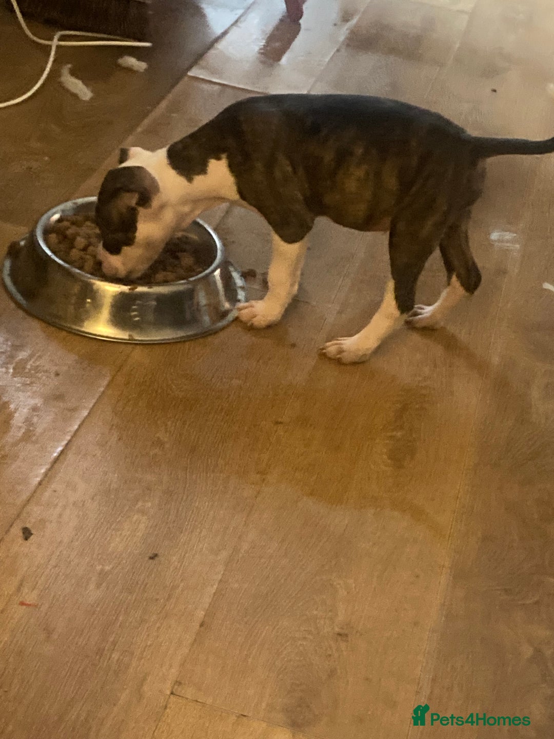 American Bulldog dogs for sale: american bulldog puppies - Image 4