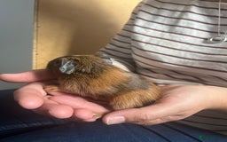 Guinea Pig rodents for sale: Female Guniea pig 2x - Image 2