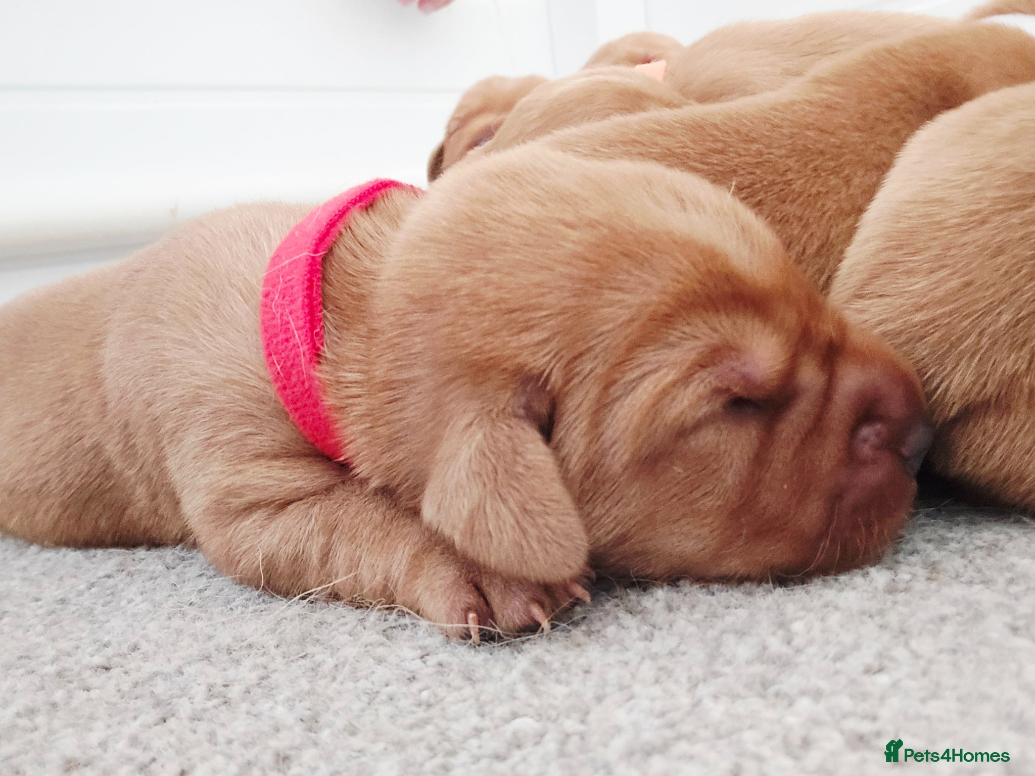 Labrador Retriever dogs KC Registered Fox Red Labrador  - Advert 7