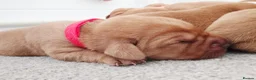 Labrador Retriever dogs for sale: KC Registered Fox Red Labrador  - Advert 3