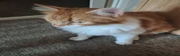 Mixed Breed cats for sale: Kittens - Advert 8