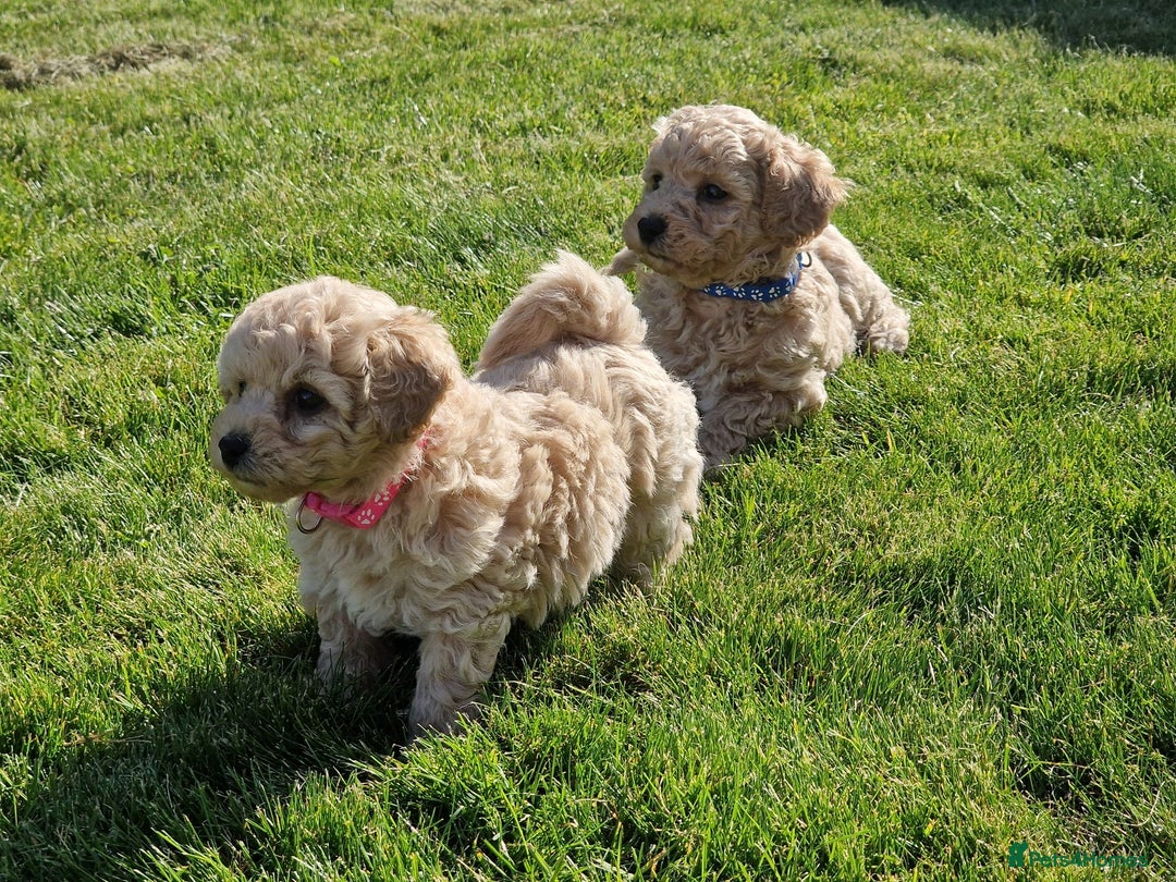 Poochon dogs for sale: Beautiful Poochon Puppies  in Carmarthen - Image 10