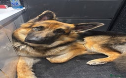 German Shepherd dogs for stud: Bearr - Image 4