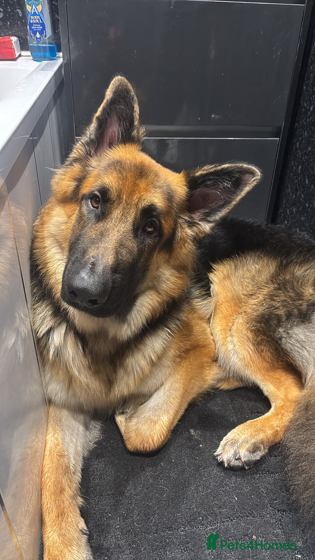 German Shepherd dogs for stud: Bearr - Image 4