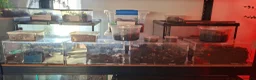 Tarantulas invertebrates for sale: Large Exotic Spider & Reptile Collection – - Advert 1