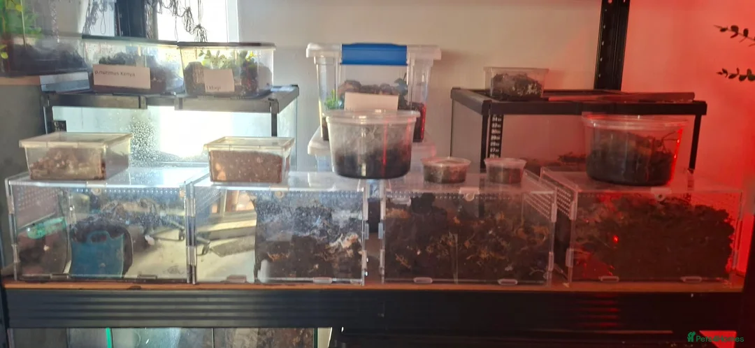 Tarantulas invertebrates for sale: Large Exotic Spider & Reptile Collection – - Advert 1