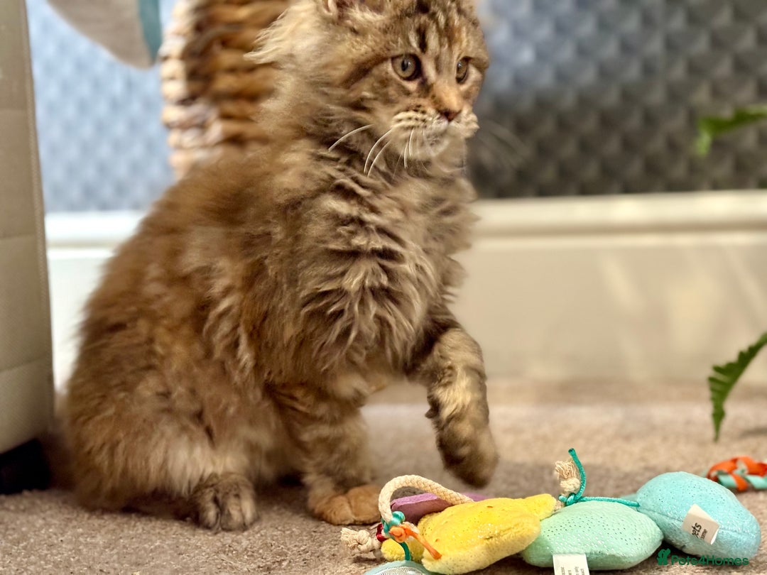 Maine Coon cats for sale: Beautiful Maine Coon Female - Advert 10