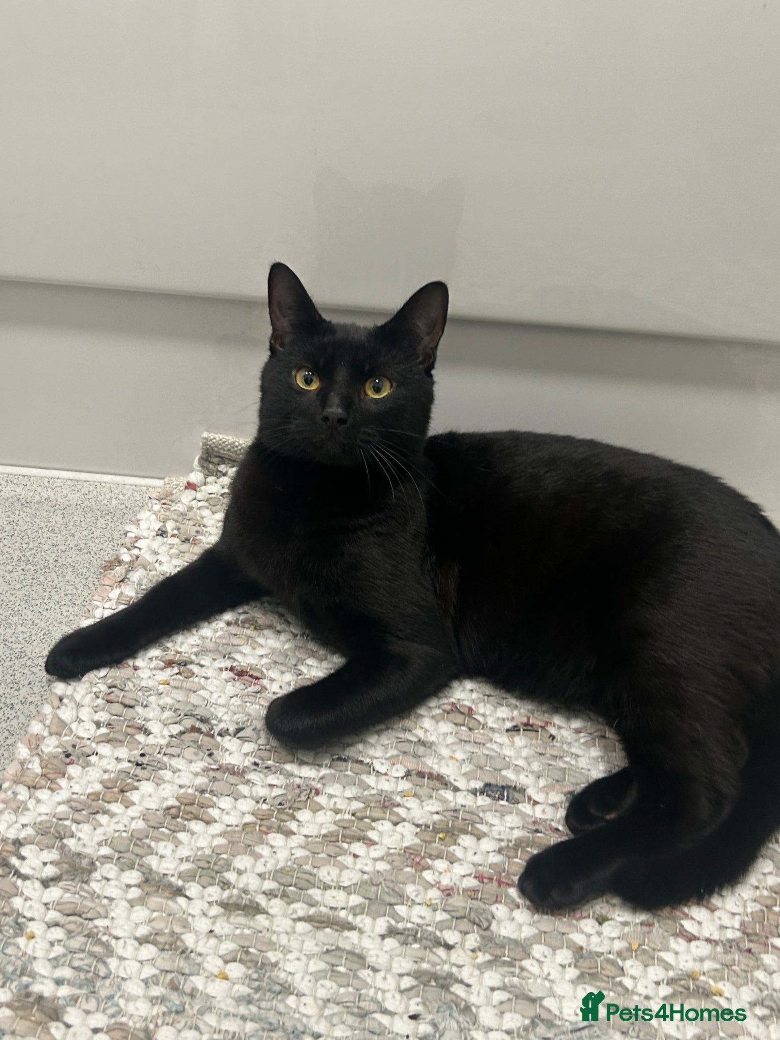 British Shorthair cats Home for Kitkat  - Advert 3