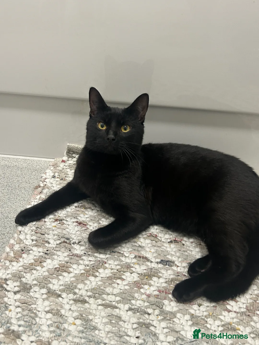 British Shorthair cats for sale: Home for Kitkat  - Advert 1