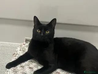 British Shorthair cats Home for Kitkat - Advert 4