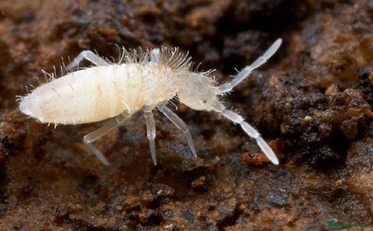 Mixed Breed invertebrates - Advert 1