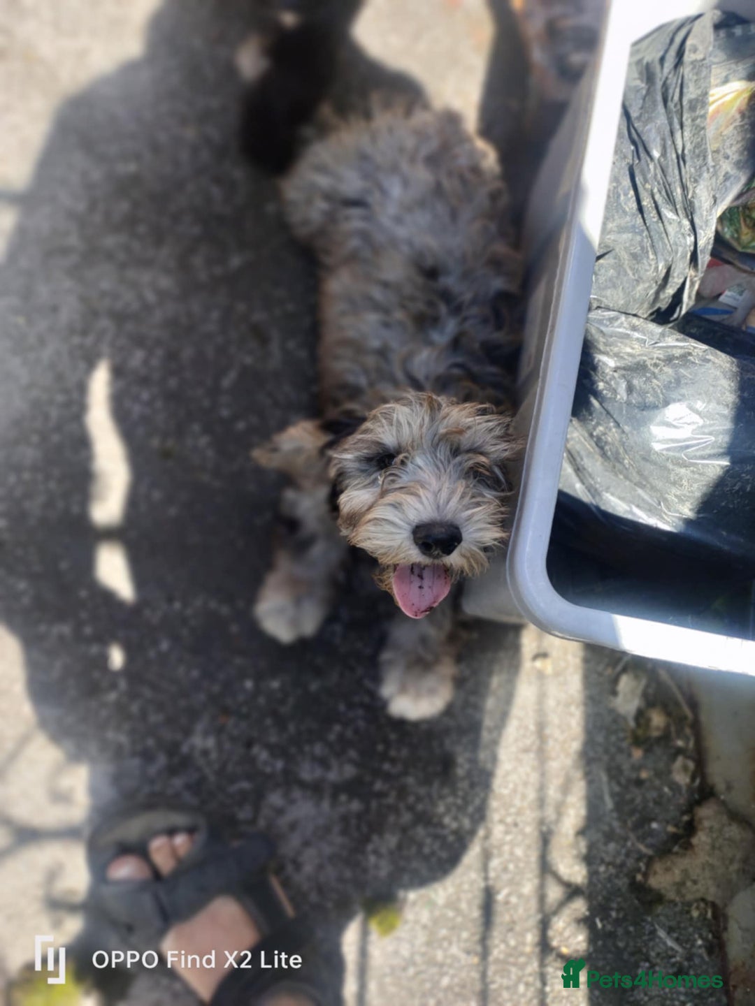 Cockapoo dogs for sale: 2 beautiful cockapoo desperate for forever homes  - Image 3