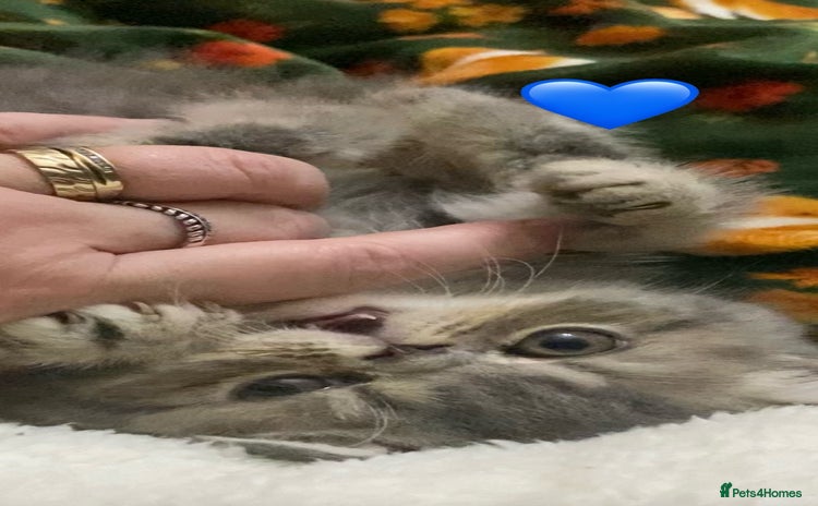 Exotic cats - Advert 1