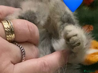 Exotic cats - Advert 1