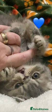 Exotic cats - Advert 1