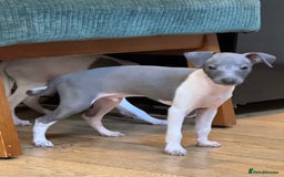Italian Greyhound dogs for sale: Outstanding repeat mating litter  - Advert 6