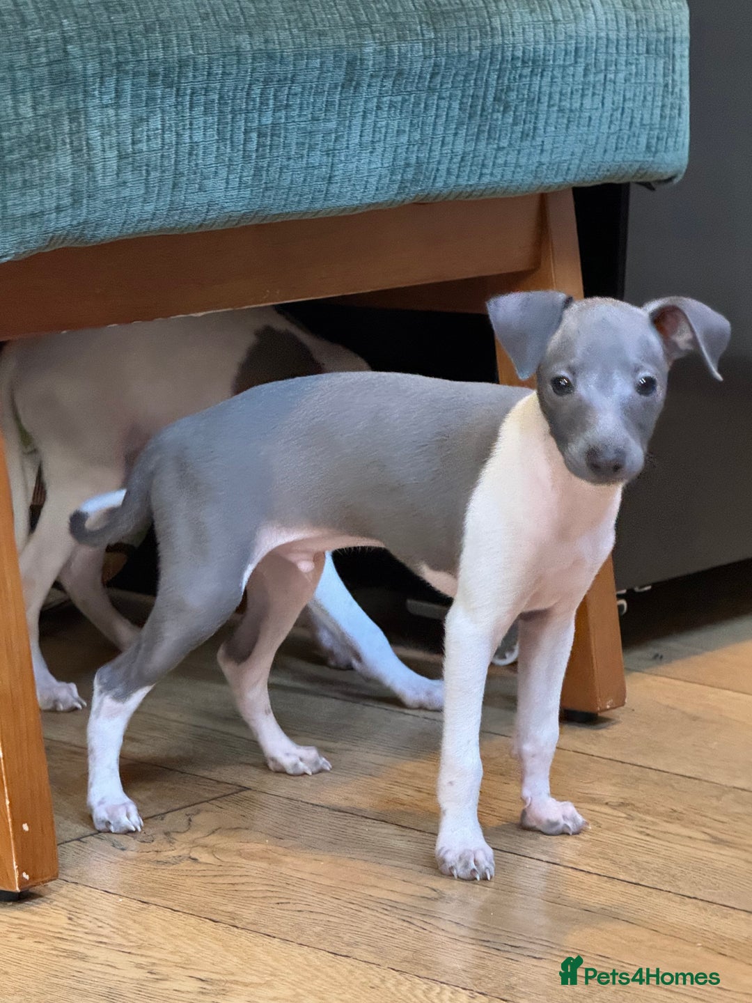 Italian Greyhound dogs for sale: Outstanding repeat mating litter  - Advert 6